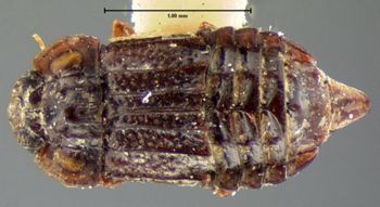 Media type: image;   Entomology 7374 Aspect: habitus dorsal view